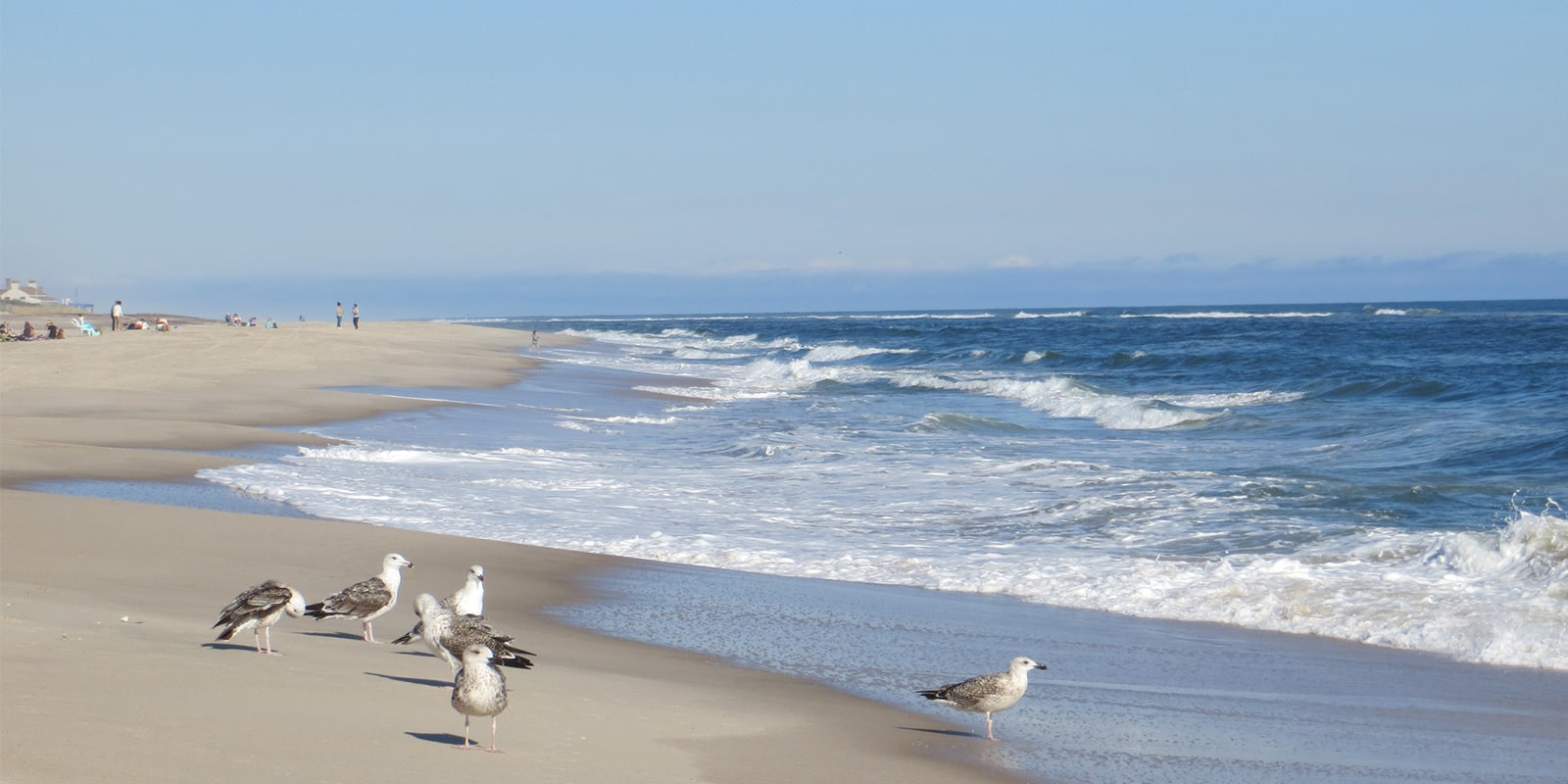 Beach Shore with Seaguls